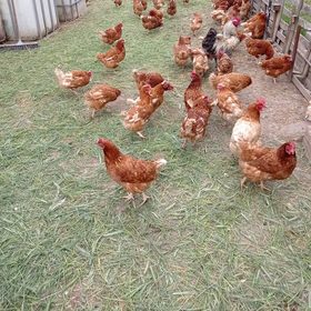 Les nostres gallines al corral