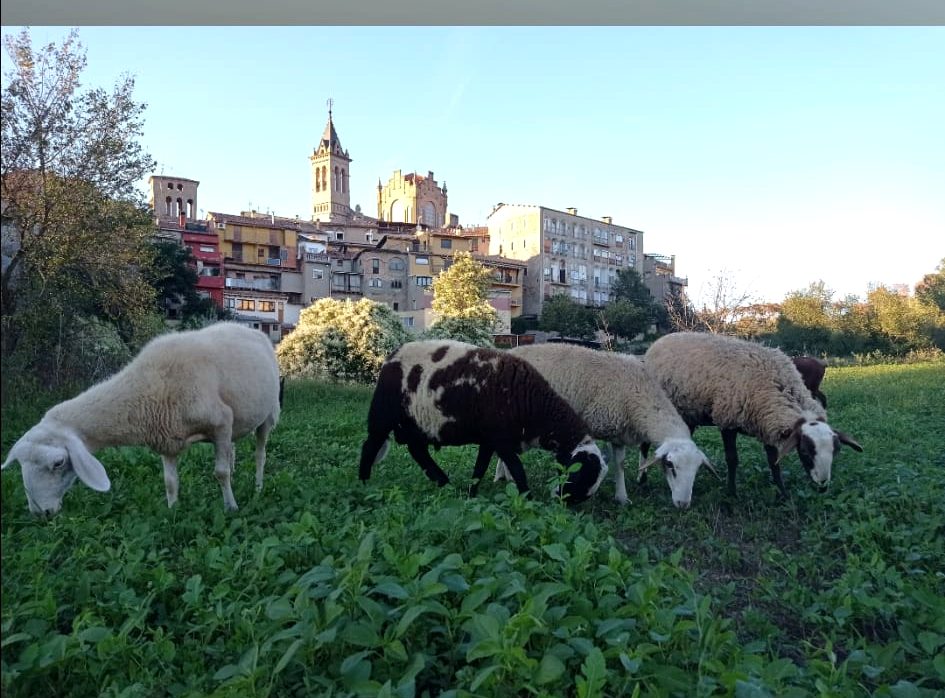 Les nostres ovelles pasturant
